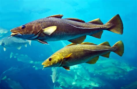 fish t|75+ Popular Fish That Start with T .